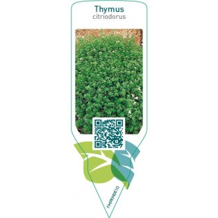 Thymus citriodorus (lemon thyme)