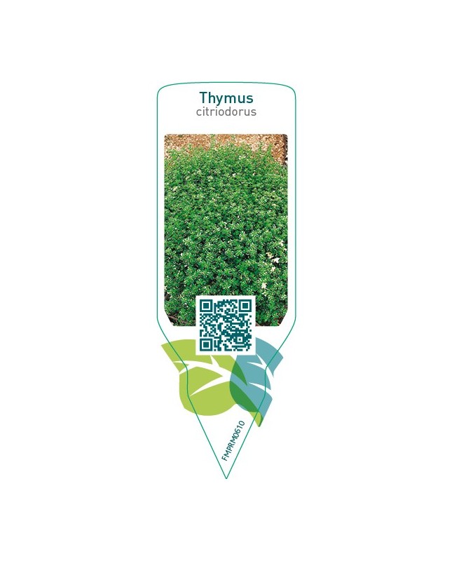 Thymus citriodorus (lemon thyme)