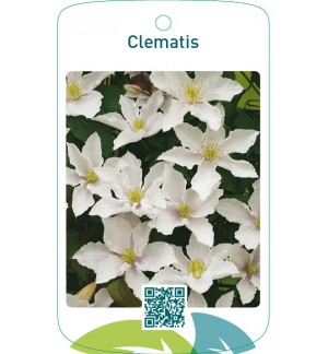 Clematis wit