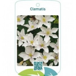 Clematis wit
