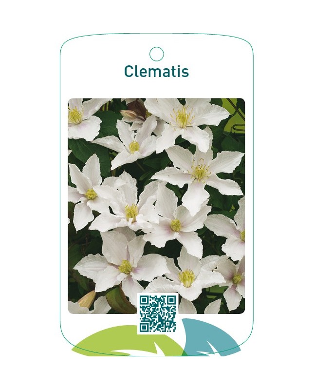 Clematis wit