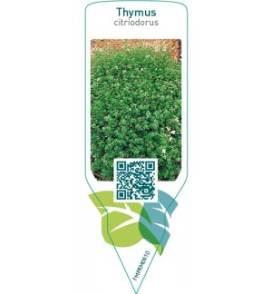 Etiquetas de Thymus citriodorus (lemon thyme)  *