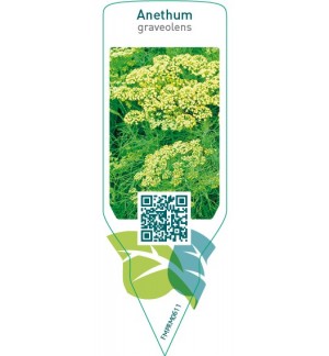 Anethum graveolens (dill)