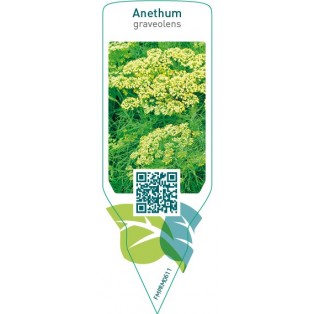 Anethum graveolens (dill)