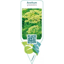 Anethum graveolens (dill)