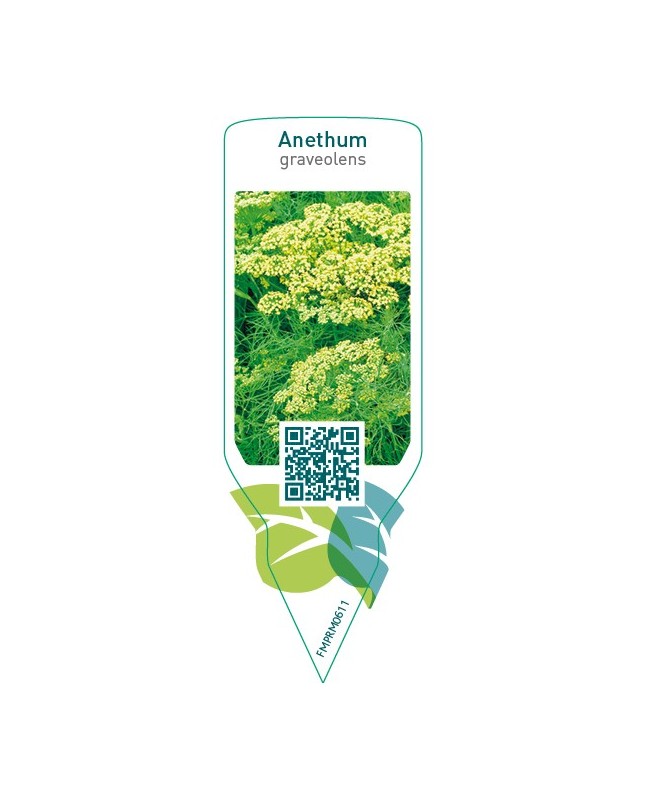 Anethum graveolens (dill)