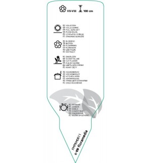 Etichette di Anethum graveolens (dill) *