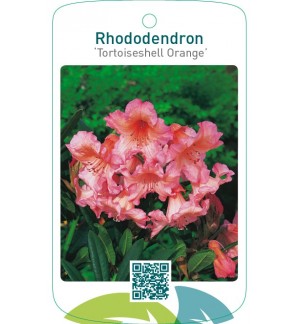 Rhododendron ‘Tortoiseshell Orange’