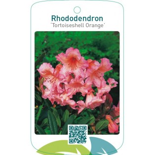Rhododendron ‘Tortoiseshell Orange’