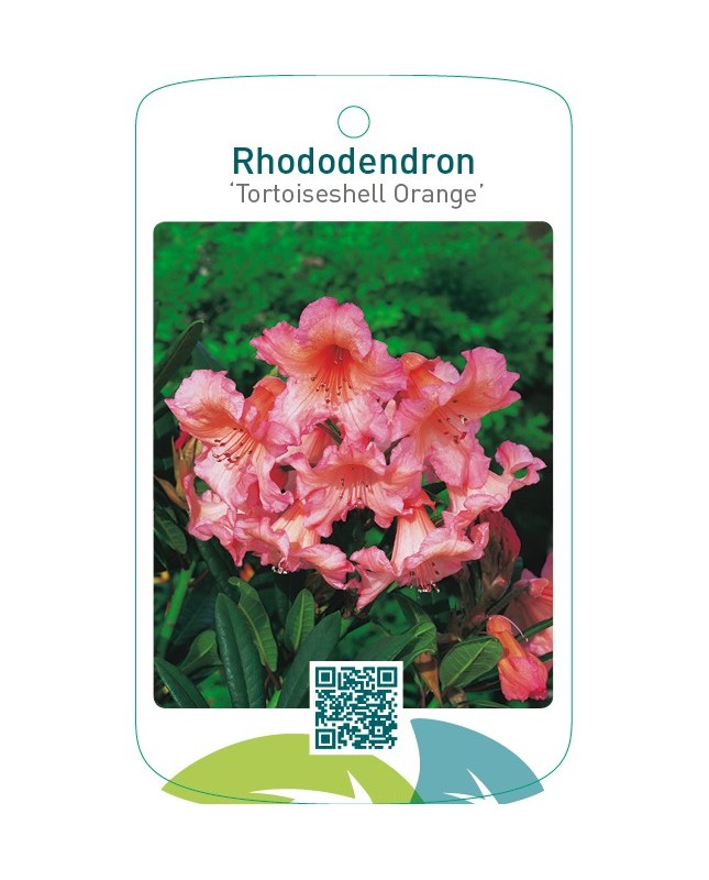 Rhododendron ‘Tortoiseshell Orange’