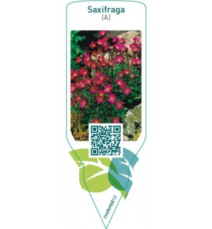Saxifraga (A)  purple