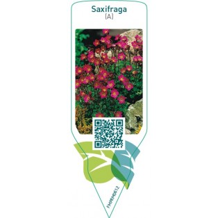 Saxifraga (A)  purple