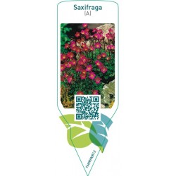 Saxifraga (A)  purple