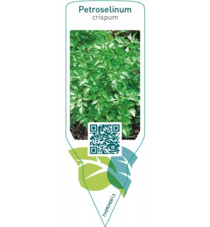 Petroselinum crispum (parsley)