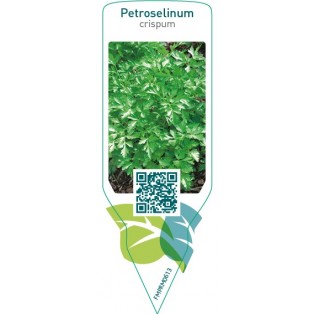 Petroselinum crispum (parsley)