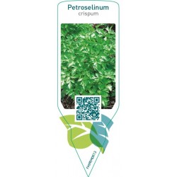 Petroselinum crispum (parsley)