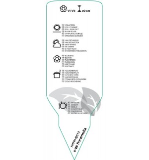 Etichette di Petroselinum crispum (parsley) *