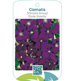 Clematis [Viticella Group] ‘Etoile Violette’