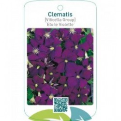 Clematis [Viticella Group] ‘Etoile Violette’