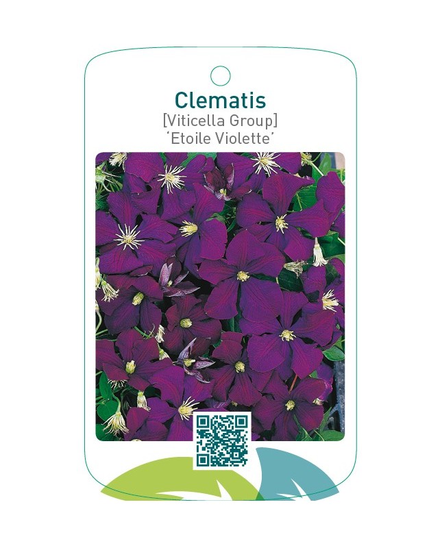 Clematis [Viticella Group] ‘Etoile Violette’