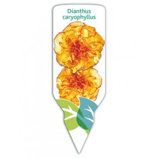 Clavel amarillo-rojo