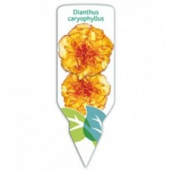 Clavel amarillo-rojo