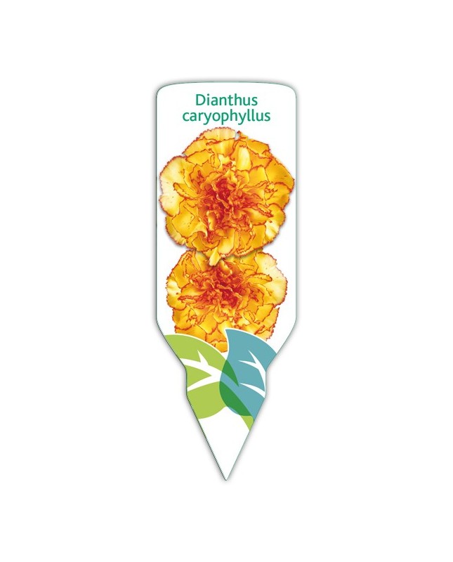 Clavel amarillo-rojo