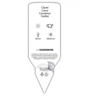 Etichette di Clavel blanco-rosa