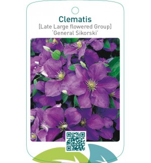 Clematis [Late Large flowered Group] ‘General Sikorski’   **