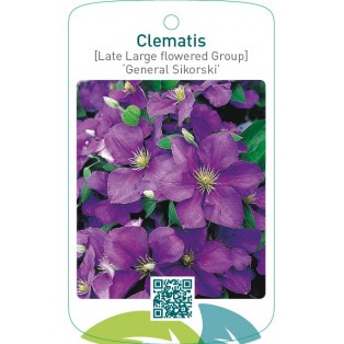 Clematis [Late Large flowered Group] ‘General Sikorski’   **