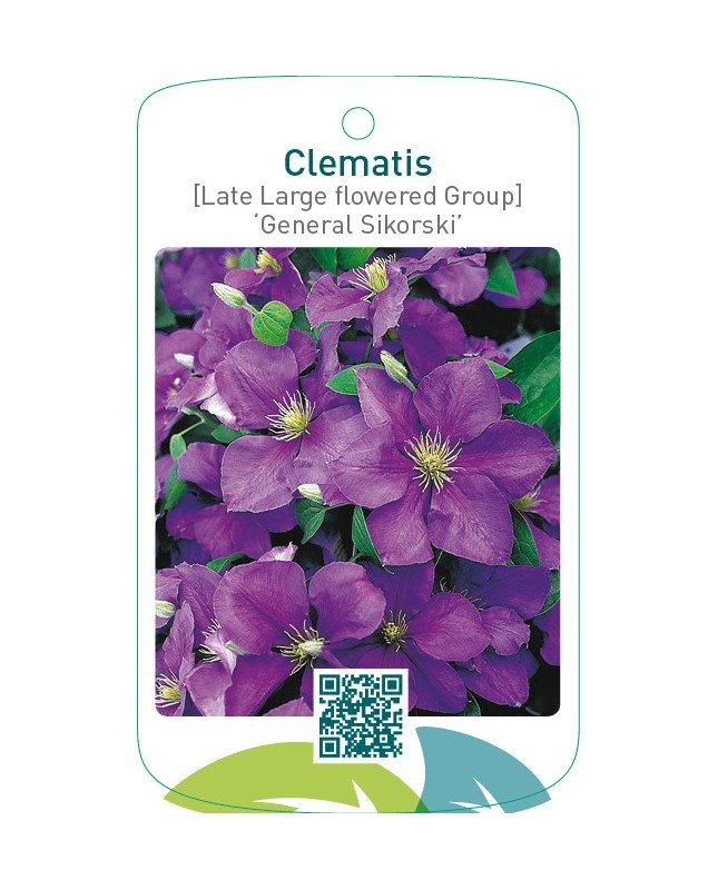 Clematis [Late Large flowered Group] ‘General Sikorski’   **