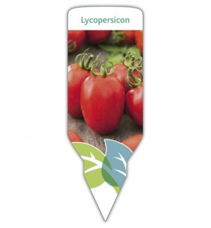 Tomate pera (Lycopersicon)