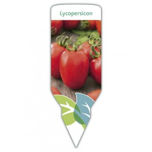 Tomate pera (Lycopersicon)