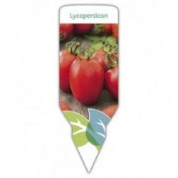Tomate pera (Lycopersicon)
