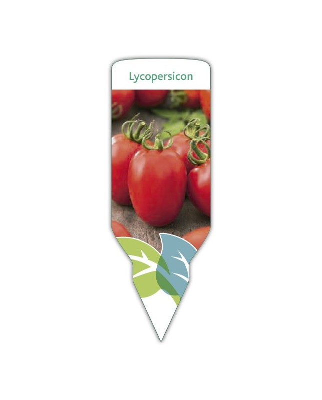 Tomate pera (Lycopersicon)