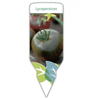 Tomate negro (Lycopersicon)