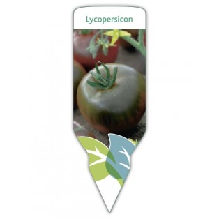 Tomate negro (Lycopersicon)