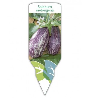 Berenjena rallada (Solanum melongena)