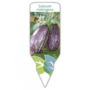 Berenjena rallada (Solanum melongena)