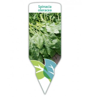 Espinaca (Spinacia oleracea)