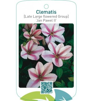 Clematis [Late Large flowered Group] ‘Jan Pawel II’