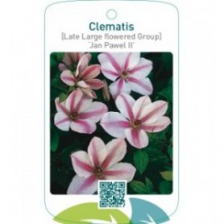 Clematis [Late Large flowered Group] ‘Jan Pawel II’