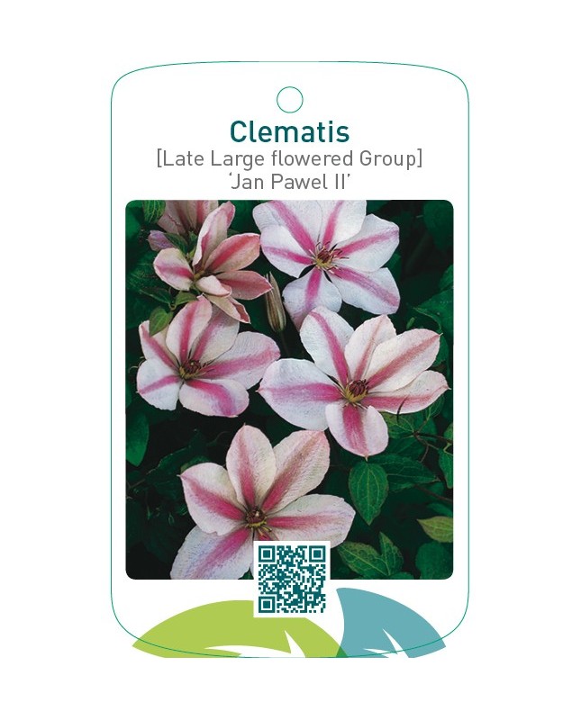 Clematis [Late Large flowered Group] ‘Jan Pawel II’