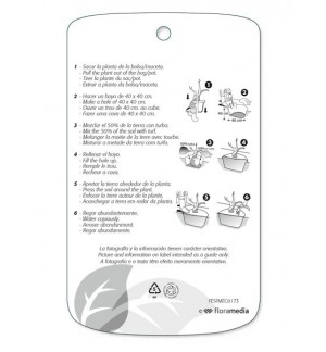 - Etichette di Ave dil paraíso