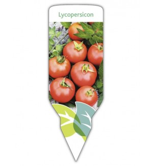 Tomate rama (Lycopersicon)