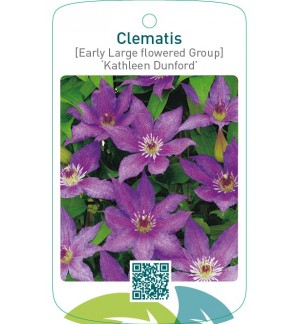Clematis [Early Large flowered Group] ‘Kathleen Dunford’   *