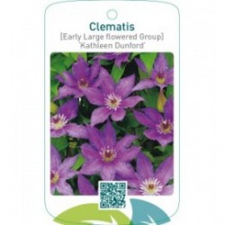 Clematis [Early Large flowered Group] ‘Kathleen Dunford’   *