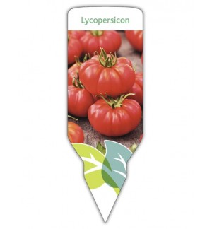 Tomate Marmande (Lycopersicon)