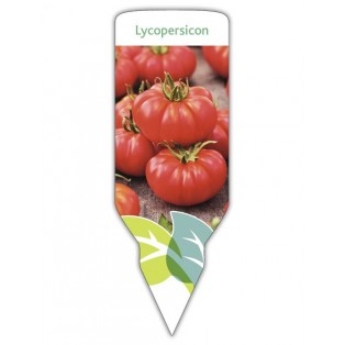 Tomate Marmande (Lycopersicon)