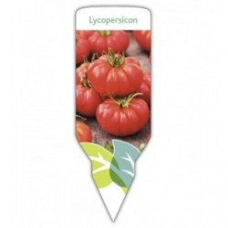 Tomate Marmande (Lycopersicon)